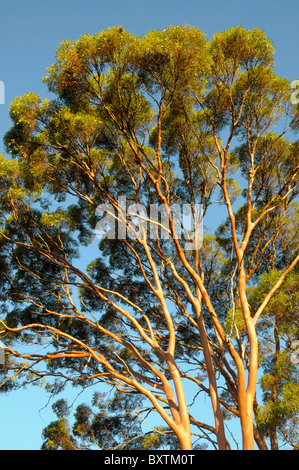 Gum-Bäume in der Nähe von Menzies Wa Australien Stockfoto