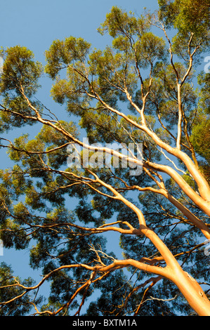 Gum-Bäume in der Nähe von Menzies Wa Australien Stockfoto