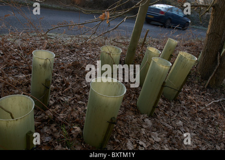 Baumpflanzung am Straßenrand Stockfoto