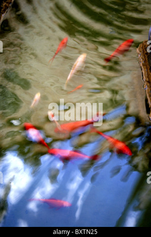 Goldfische im Teich Stockfoto