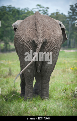 Bild von einem afrikanischen Elefanten unten mit Rute schwingen in der Nähe von Knysna, Südafrika Stockfoto