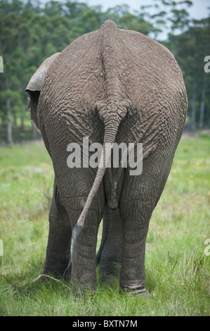 Bild von einem afrikanischen Elefanten unten mit Rute schwingen in der Nähe von Knysna, Südafrika Stockfoto