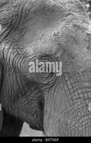 Porträt eines afrikanischen Elefanten in Gefangenschaft auf eine Conservation Reserve in der Nähe von Knysna, Südafrika Stockfoto