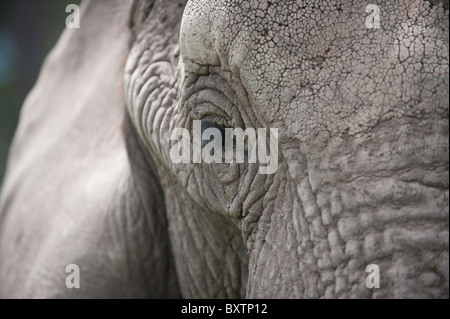 Porträt eines afrikanischen Elefanten in Gefangenschaft auf eine Conservation Reserve in der Nähe von Knysna, Südafrika Stockfoto