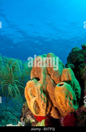 Unter Wasser abseits die Küste von Roatan Honduras - Verzweigung Rohr Schwamm (Pseudoceratina Crassa Stockfoto