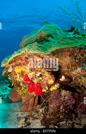 Unter Wasser abseits die Küste von Roatan Honduras - Karibik Languste, Panulirus Argus Stockfoto