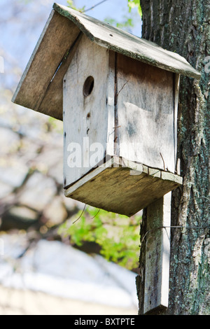 Hausgemachte Holz Vogelhaus auf dem Baum im Frühling Stockfoto