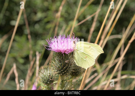 Gemeinsamen Schmetterling Zitronenfalter (Gonepteryx Rhamni) Stockfoto