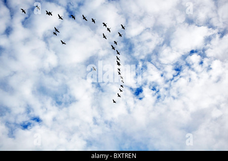 Kanadische Gänse im Flug Bildung, Richtung Süden während der Migration. Stockfoto