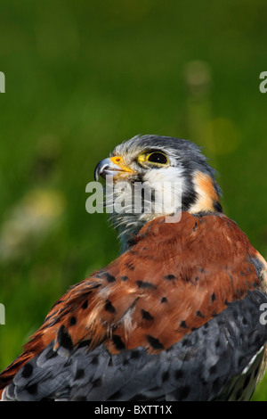 Amerikanische Turmfalke (Falco Sparverius) nachschlagen. Stockfoto