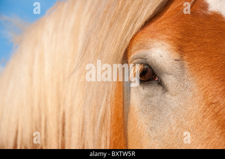 Schöne schonende Korrektur von einem riesigen belgische Zugpferd Stockfoto