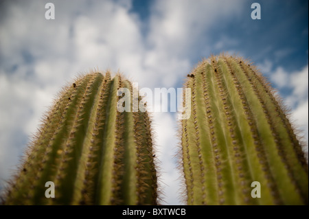 Ventana Canyon, Tucson Arizona Stockfoto