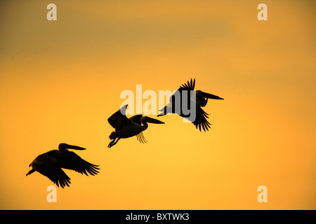Weiße Pelikane, Pelecanus Onocrotalus, während des Fluges, Lake Manyara; Lake Manyara National Park; Tansania, Afrika Stockfoto