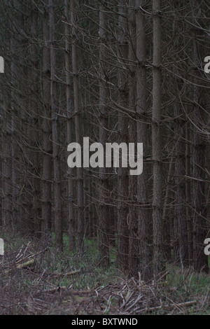 Dichten Reihen von exotischen Kiefern wachsen in einer Plantage der Forestry Commission in Thetford Forest, England Stockfoto