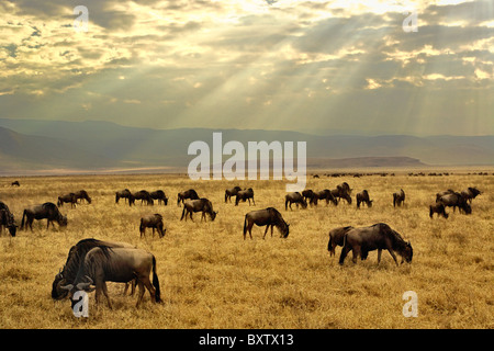 Sonnenstrahlen und Gnus, Connochaetes Taurinus Ngorongoro Crater, Tansania, Afrika Stockfoto
