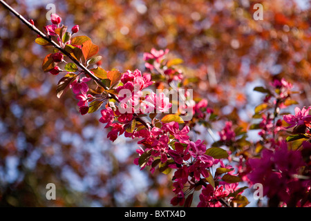 Ein Zweig mit dunkel rosa Kirschblüte Stockfoto