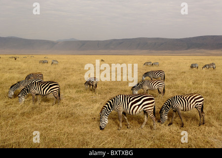 Burchell Zebra, Equus Burchelli, Ngorongoro Crater, Tansania, Afrika Stockfoto