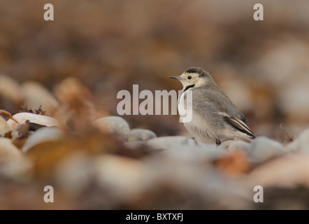 Pied, Bachstelze, Motacilla Alba, Tolcarne Beach, Penzance, Cornwall Stockfoto