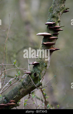 Halterung Pilz auf Baumstamm, mittellang erschossen. Stockfoto