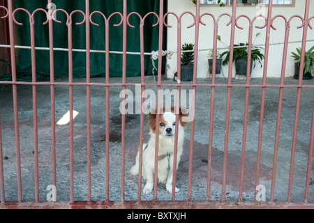 Hund hinter Gittern Costa Rica Stockfoto