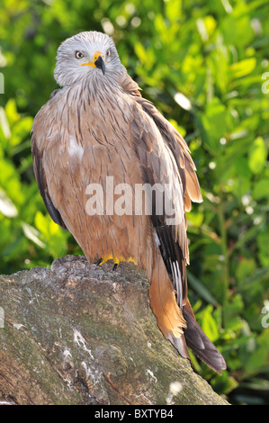 Schwarzmilan (Milvus Migrans) stehend auf einem Baumstumpf mit grünen Hintergrund unscharf bleibt Stockfoto