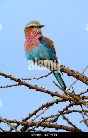 Lilac breasted Roller, Coracias Caudata, Serengeti Nationalpark, Tansania, Afrika Stockfoto