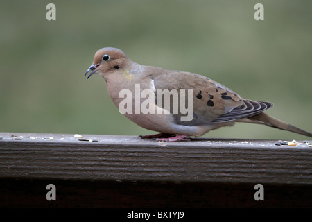 Eine Trauer Taube Zenaida Macroura Essen Vogelfutter auf einem Deck Geländer. New Jersey, USA. Stockfoto