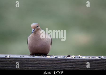 Eine Trauer Taube Zenaida Macroura, sitzt auf einem Deck Geländer. New Jersey, USA Stockfoto