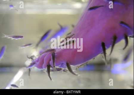 Weibchen taucht ihre Füße in einen Tank der Garra Rufa Fische auch bekannt als Doktorfisch. Sie dienen als eine Pediküre Stockfoto