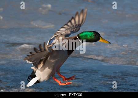 Mallard duck Drake Landung auf gefrorenen Lagune-Victoria, British Columbia, Kanada. Stockfoto