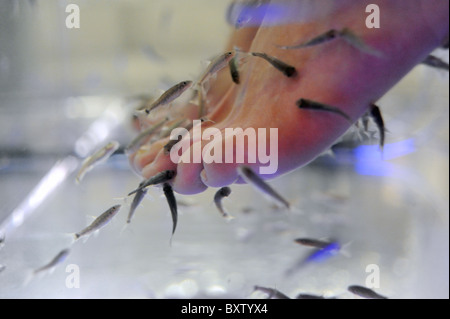 Weibchen taucht ihre Füße in einen Tank der Garra Rufa Fische auch bekannt als Doktorfisch. Sie dienen als eine Pediküre Stockfoto