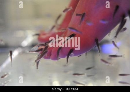 Weibchen taucht ihre Füße in einen Tank der Garra Rufa Fische auch bekannt als Doktorfisch. Sie dienen als eine Pediküre Stockfoto