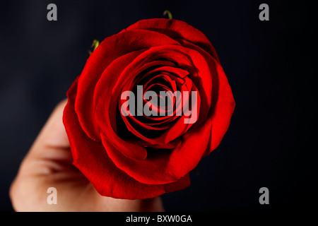 Mannes Hand, die rote rose auf schwarzem Hintergrund Makro Stockfoto