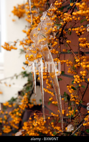 Eiszapfen hängen nach unten auf einem Cluster von Winter Beeren Stockfoto