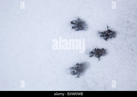 Graue Eichhörnchen Fußspuren im Schnee; Winter; Cornwall Stockfoto