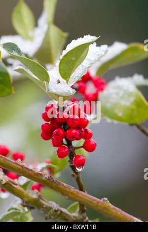 Holly; Ilex Aquifolium; Busch mit Beeren im Schnee Stockfoto