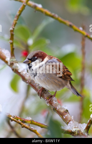 Haussperling; Passer Domesticus; Mann im Schnee Stockfoto