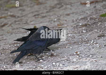 PAAR VON DOHLEN CORVUS MONEDULA AUF DEM BODEN SOMMER UK Stockfoto