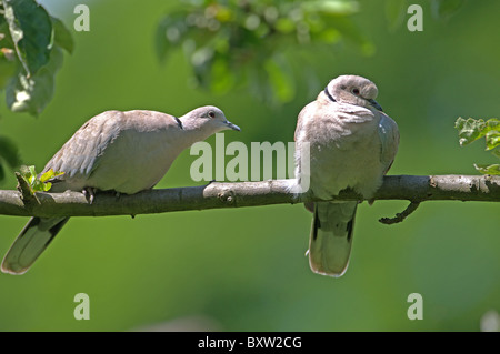 Paar von Collared Doves Streptopelia, Decaocto auf Ast im Baum Uk Stockfoto