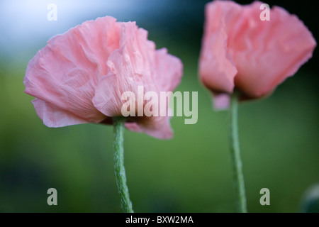 Zwei rosa Orientalischer Mohn Stockfoto