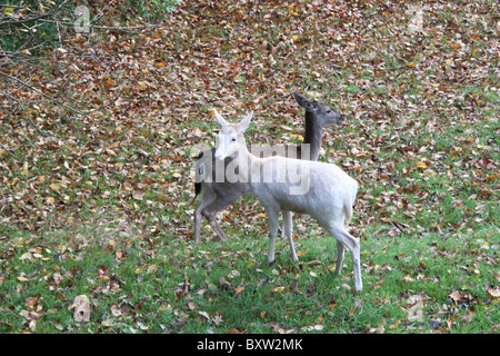 Paar der Brache tut, mit einem weißen Kittel und andererseits in der gemeinsamen Wintermantel im New Forest. Stockfoto