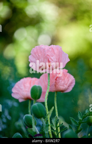 Drei Rosa Orientalischer Mohn und Knospen Stockfoto