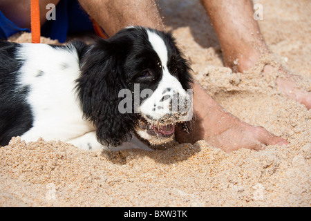 Englisch Springer Spaniel Welpen im Sand am Beverly Beach, Florida Stockfoto