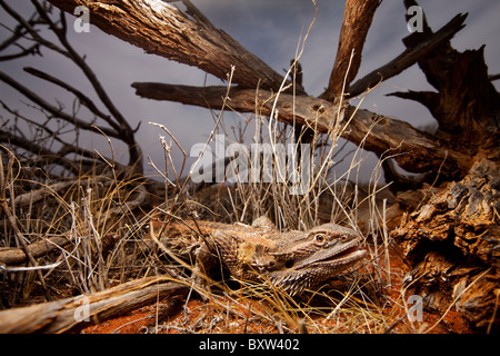 Australien, South Australia, zentrale Bearded Dragon (Pogona Vitticeps) am Stuart Highway durch das Outback-Wüste Stockfoto