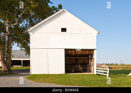 Tabak Ernte hängen zum Trocknen in weißen Scheune auf Amish-Farm in Lancaster County, Pennsylvania Stockfoto