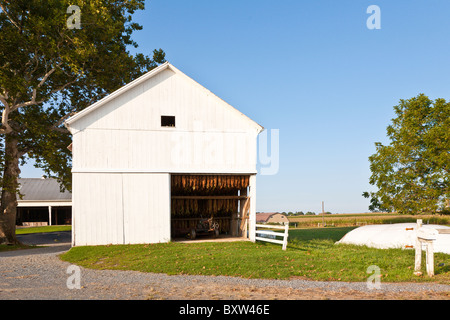 Tabak Ernte hängen zum Trocknen in weißen Scheune auf Amish-Farm in Lancaster County, Pennsylvania Stockfoto