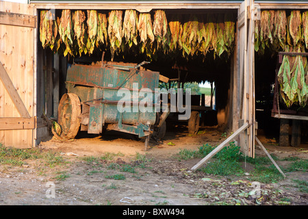 Tabak Ernte hängen zum Trocknen in weißen Scheune auf Amish-Farm in Lancaster County, Pennsylvania Stockfoto