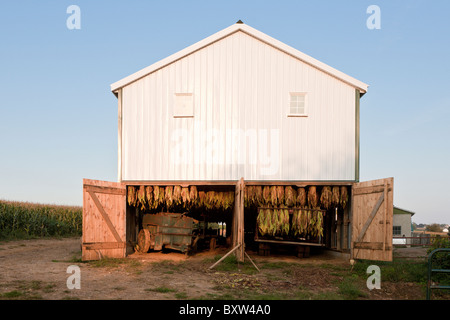 Tabak Ernte hängen zum Trocknen in weißen Scheune auf Amish-Farm in Lancaster County, Pennsylvania Stockfoto