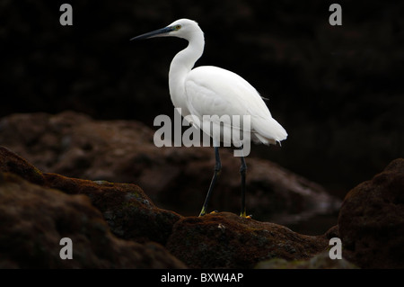 Egret Bildnis auf Meer stehend Felsen bei Ebbe Stockfoto