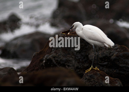 Egret Bildnis auf Felsen bei Ebbe ein Fisch zu essen, nach einer erfolgreichen Gefangennahme besessenen auf den Azoren Stockfoto